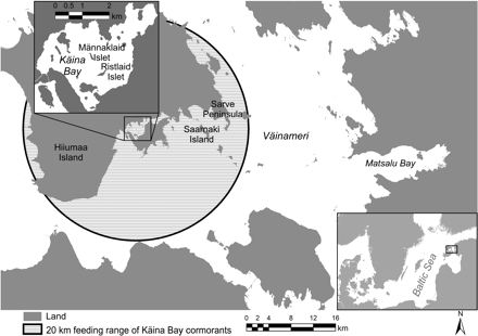 The Väinameri with the location of the regular fish-monitoring surveys (Sarve, Saarnaki, and Matsalu Bay) and the study area in Käina Bay (inset). The cormorant colonies are located on Männaklaid and Ristlaid islets and their approximate feeding range is indicated by the circle.