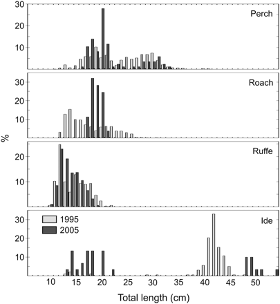 Size distributions of the total catches of perch, roach, ruffe, and ide in Käina Bay, in 1995 and 2005.