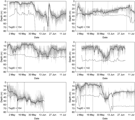 Depth plots of six selected cod within the inner and middle Eresfjord from 2009. Grey lines link recorded depths, and show short-term diving and surfacing behaviour. Solid and dashed black lines are fitted from kernel smoothing of the tag depth recordings and water column depths of the receivers [R function ksmooth(), kernel normal, bandwidth 1 d], and show long-term trends in depth occupancy. Dashed vertical lines show the start and end of the peak post-smolt run. Note that cod may be detected within ∼500 m of a receiver, so the water column bottom depth at the receiver may differ from that where the cod was located.