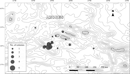 Distribution of the localities within the Azores Archipelago where Errina dabneyi was collected. The size of grey circles is proportional to the number of colonies obtained at each locality. Spacing of contour lines is 300 m.