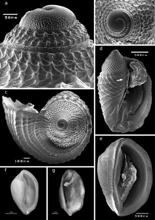 Pedicularia sicula (a) lateral view showing protoconch I and the first two whorls of protoconch II, DBUA Suppl 191–3; (b) frontal view of the protoconch I, DBUA Suppl 191–3; (c) apical view of the shell (male phase), DBUA Suppl 191–3; (d) male phase of the shell, DBUA Suppl 191–3. The white arrow shows the beak on the aperture of the larval shell; (e) male phase of the shell (“Trivia” stage sensu Bouchet and Warén, 1993), DBUA Suppl 191–4; (f) male phase of the shell, with crenulated outer lip (3.82 × 2.36 mm), DOP-1107; (g) ventral view of female with brood pouch, DOP-1457.