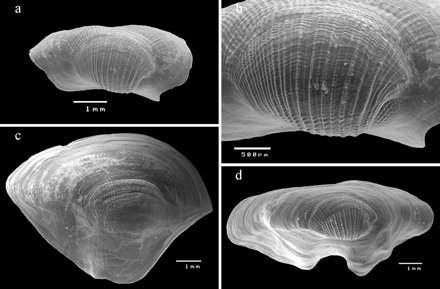 SEM images of adult sedentary specimens of Pedicularia sicula showing variation of sculpture and shape. (a) Frontal view, DOP-1378, DBUA Suppl 224–2; (b) detail of the teleoconch, DOP-1378, DBUA Suppl 224–2; (c) frontal view, DOP-1114 DBUA Suppl 223–1; (d) frontal view, DOP 1114, DBUA Suppl 222–1.