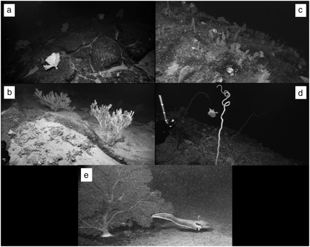 Examples of octocoral-dominated communities that could be classified as vulnerable marine ecosystems from New England and Corner Rise seamounts. (a) Patch of Paragorgia sp. spaced at approximately 2-m intervals on the basalt pavement (Manning Seamount, depth ca. 1320 m), (b) Paracalytrophora sp. on patch of exposed basalt substratum (Manning Seamount, depth ca. 1680 m), (c) dense patch of small soft corals, primarily Acanthogorgia armata (Retriever Seamount, 2004, depth ca. 2045 m), (d) patch of whip corals Lepidisis sp., antipitharian coral and false boarfish Neocyttus helgae (Manning2 Seamount, 2004, depth ca. 1820 m), (e) edge of sediment patch and exposed basalt pavement with Paragorgia sp. colony and roundnose grenadier Coryphaenoides rupestris (Manning Seamount, depth ca. 1330 m). All images by Deep Atlantic Stepping Stones Science Team/IFE/NOAA.