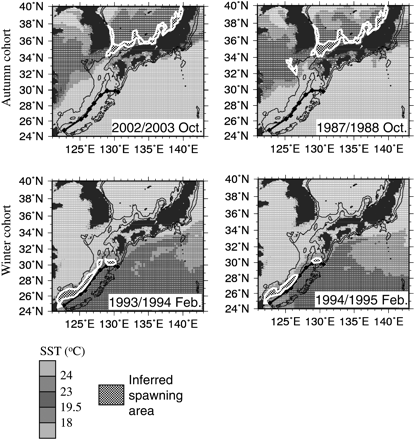 Examples of the two spawning area distribution patterns: favourable (left panels) and unfavourable (right panels), for the autumn (upper panels) and winter (lower panels) cohorts. Grey scale represents SST and the inferred spawning area is marked in black and white check.