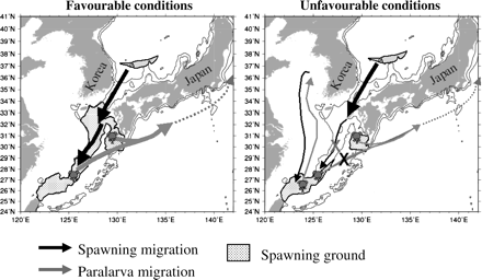 Hypothesized mechanism occurring in years with favourable and unfavourable spawning area distribution pattern.