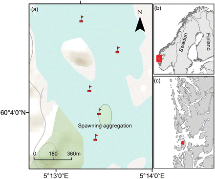 Position of the VR2W receivers when deployed in December 2007. (a) The area marked with an oval represents the main spawning aggregation in the 2007 spawning season (Meager et al., 2010). The two northernmost receivers are considered to have been placed outside the spawning ground proper. Between April 2008 and September 2008, three of the receivers disappeared from the study area, and only the receiver placed directly above the spawning ground and the northernmost receiver remained. During the balance of the study, the former northernmost receiver was redeployed at the approximate position of the missing former southernmost receiver. (b) Position of the study site on the Norwegian coast and (c) map showing the greater study area in western Norway.