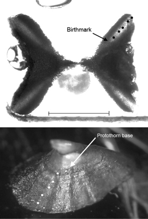 A vertebra (top) and a caudal thorn (bottom) from a male B. minispinosa (31.0 cm TL) with an estimated age of 5 years. Black dots (vertebra) and white dots (caudal thorn) represent the band pairs (or ridges) counted to obtain age estimates. The birthmark on the vertebra and the base of the protothorn are marked by arrows. The scale bar is ∼1 mm for both photos.
