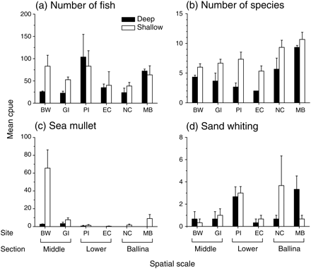 Mean cpue (number caught per multimesh gillnet per hour, +s.e.) of the total numbers of (a) fish, (b) species, (c) sea mullet, and (d) sand whiting caught in deep (>4 m) and shallow (<2 m) habitats at two sites in each of the Middle (BW = Broadwater; GI = Goat Island), Lower (PI = Pimlico Island; EC = Emigrant Creek), and Ballina (NC = North Creek; MB = Mobbs Bay) sections of the Richmond River in February 2008, using multimesh gillnets (n = 3 in each depth at each site) in fishery-independent sampling.