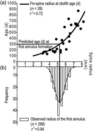 Daily age at first annulus formation estimated for striped marlin in the SWPO including (a) relationship between otolith age and fin-spine section radius, and (b) observed frequency distribution of first annulus radius. The drop-line illustrates the predicted age (301 ± 119 d) at first annulus formation.