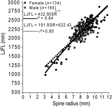 Power (solid line) and linear (broken line) functions fitted to the observed fin-spine radius and LJFL of striped marlin.