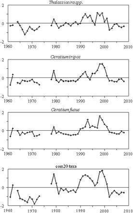 Annual abundance anomalies of the three phytoplankton taxa most responsible for the dissimilarities that partioned the time-series into three major groups of years. Also shown is the annual anomaly time-series of the combined abundance for the 20 species positively correlated with each other.