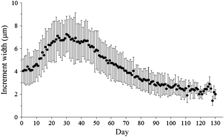 Daily increment pattern of boarfish from hatch (day 0) to the disappearance of visible daily increments (average ± s.d.)