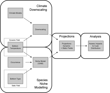 Schematic of modelling approach used in this study. First, downscaling estimated the response of regional water temperatures to large-scale climate change forcing. Second, a species-niche model was created for cusk using generalized additive models with bottom temperature and bottom ruggedness as niche dimensions. Third, downscaled bottom water projections and bottom ruggedness maps were used as inputs to the species niche model to project future distributions of cusk habitat. Fourth, projected distributions of cusk habitat were analysed to evaluate possible changes in habitat area and fragmentation with future climate change.