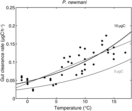 Observed gut clearance rate and simulated inverse of handling time for P. newmani according to temperature. Dots and straight line, data reviewed in Dam and Peterson (1988). Simulations were run at non-limiting food conditions for two realistic body masses of females (5 and 10 µgC).