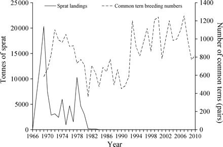 Sprat landings and numbers of breeding common terns in the Firth of Forth. Annual landings of sprats from the Firth of Forth fishery from 1966 to 2010. Data are for statistical rectangles 41E6 and 41E7 from Scottish Government Fisheries Management Database. Total catch of 88 000 t of clupeids, assessed as >98% sprat, <2% herring. Common tern numbers for each year are the sum of numbers of breeding pairs at each of the 12 colonies shown in Figure 1, for the years 1969 to 2010.