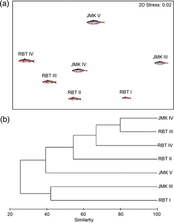 Diet similarity (based on % IRI) of size classes of redbait (Emmelichthys nitidus; RBT) and jack mackerel (Trachurus declivis; JMK) shown by (a) cluster analysis and (b) MDS based on untransformed data using a Bray–Curtis similarity matrix and group average linkage, collected from the east coast of Tasmania, 2003–2004.