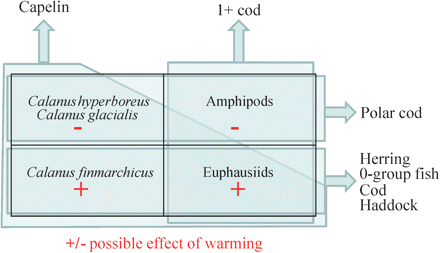 A schematic representation of the possible effects of warming on the major zooplankton species/groups in the diets of capelin, young cod, herring, 0-group cod/herring/haddock, and polar cod in the BS. Warming is anticipated mainly to affect Arctic zooplankton negatively (shown by minus signs) and zooplankton that reaches its northern distribution limit in the BS positively (shown by plus signs). The polygons and arrows show the main zooplankton prey types for each fish group, and indirectly, the anticipated changes in prey availabilities. Note that “Amphipods” here refers to the Arctic species T. libellula.