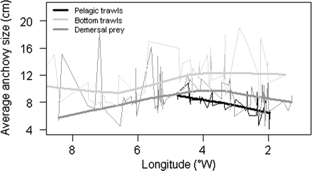Spatial differences in size of anchovy juveniles in the Cantabrian Sea estimated from pelagic hauls (black line), bottom trawls (light grey line), and anchovy prey found during the stomach content determination of demersal predators (dark grey line). The thin lines correspond to average values for a particular location, while the thick lines correspond to a lower pass filter applied to the previous in order to identify the general tendency.