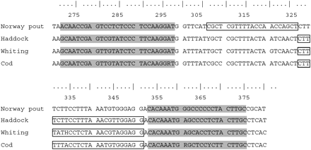 Multiple alignments of the studied species with the positions within ATPase 6 at nucleotides 275–385 from the origin of the ATPase gene. In grey are the positions of the primers, while the positions of the probes are represented by the bordered areas.