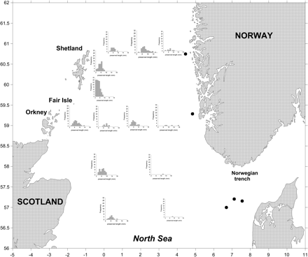 Length frequencies (mm, preserved in formalin) of Norway pout larvae in April/May 2010 in the northern North Sea. Black dots indicate stations where no Norway pout larvae were caught.