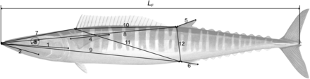 The 12 morphometric measurements taken from wahoo. 1 =head length, 2 =maxilla length, 3 =eye diameter, 4 =pectoral fin length, 5 =second dorsal fin length, 6 =anal fin length, 7 =snout to insertion of first dorsal fin, 8 =snout to insertion of second dorsal fin, 9 =snout to insertion of anal fin, 10 =insertion of first dorsal fin to insertion of second dorsal fin, 11 =insertion of first dorsal fin to insertion of anal fin, 12 =insertion of second dorsal fin to insertion of anal fin.