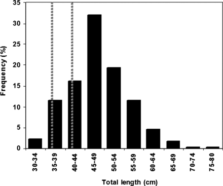 Length (cm) distribution of adult sea bass (Dicentrarchus labrax) sampled in autumn/winter of 2005, 2006 and 2008 for stomach content analysis. Vertical dot bars depict the onset of maturity in males (36 cm) and females (42 cm).
