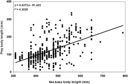 Relationship between individual sea bass and prey body length.