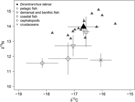 Carbon (δ13C) and nitrogen (δ15N) isotope signatures in muscle of adult sea bass (black triangles) and forage species on the shelf of the Bay of Biscay; data are mean (‰) ± standard deviation, all individual data points for sea bass are shown (grey triangles).