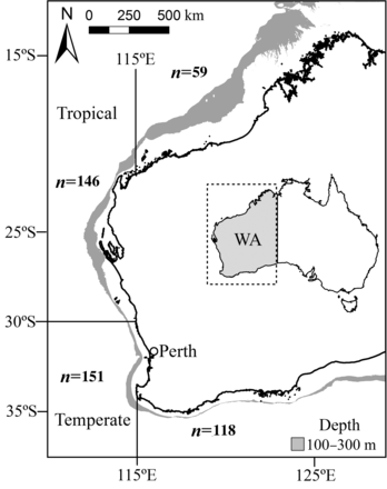 Map showing the tropical and temperate regions (relative to an arbitrary latitude of 30°S) and sample sizes of Hyporthodus octofasciatus collected from the north, upper west, lower west and south coasts of Western Australia (WA). The common depth range of this species is 100–300 m (grey shading).