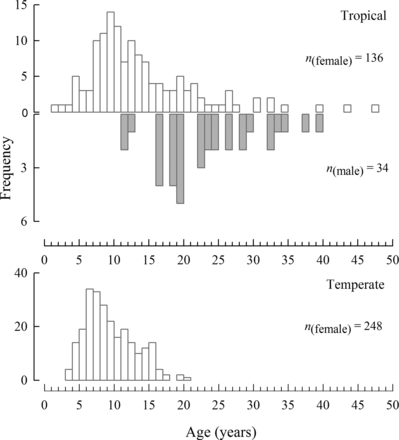 Age–frequency histograms for females (white bars) and males (grey bars) of Hyporthodus octofasciatus from the tropical region (above) and females only from the temperate region (below) of Western Australia (sample sizes shown, n).
