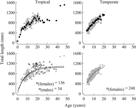 Mean length-at-age (±1 s.e., above) and age–length relationships (below) fitted with von Bertalanffy growth curves for females (grey circles) of Hyporthodus octofasciatus from the tropical (left, solid line) and temperate (right) regions of Western Australia (sample sizes shown, n). Males (triangles, bottom left) were only recorded in the tropical region and have been combined with females in a second von Bertalanffy growth curve (dashed line).