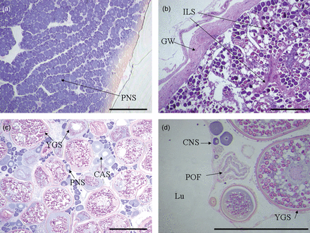 Histological features of ovarian development of Hyporthodus octofasciatus from tropical (a, c, d) and temperate (b) regions. a) Immature ovary from an individual measuring 559 mm in total length; b) inactive ovary from an individual measuring 817 mm and 10 years of age; c) developed ovary from an individual measuring 562 mm and 10 years of age; d) spawning ovary from an individual measuring 1180 mm and 15 years of age. CAS = cortical alveoli stage oocytes, CNS = chromatin nucleolus stage oocytes, GW = gonad wall, ILS = intra-lamellar stromal strands, Lu = lumen, PNS = perinucleolus stage oocytes, POF = postovulatory follicle, YGS = yolk globule stage oocytes (scale bar: 500 µm).