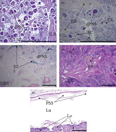 Histological evidence for protogynous sex change. a) Bisexual gonad comprised primarily of ovarian tissue with developing crypts of spermatocytes from an individual measuring 1177 mm and 20 years of age; b) transitional gonad showing signs of previous reproductive activity as a female by the presence of brown bodies, degenerating previtellogenic oocytes from an individual measuring 847 mm and 27 years of age; c) functional testis with small number of degenerating previtellogenic oocytes from an individual measuring 1082 mm and 16 years of age; d) testis containing brown bodies from an individual measuring 905 mm and 21 years of age; e) testis in (d) showing vestigial ovarian lumen with peripheral sperm sinus on the ventral side of the gonad. BB = brown body, CAS = cortical alveoli stage oocytes, DBV = dorsal blood vessel, dPNS = degenerating perinucleolus stage oocytes, ILS = intra-lamellar stromal strands, Lo = lobular tissue containing developing sperm, Lu = lumen, PSS = peripheral sperm sinus, SC = spermatocytes, ST = spermatids, SZ = spermatozoa (scale bar: 500 µm).
