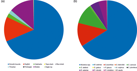 Composition of elasmobranch landings. (a) official fish market statistics (1997–2012; biomass data); (b) surveys at the fish market (number of individuals).