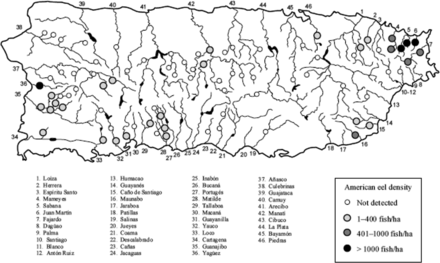 Occurrence and density of American eel among 81 sites sampled during 2006–2007 spanning 34 of 46 drainage basins in Puerto Rico. From Kwak et al. (2007) permission requested.