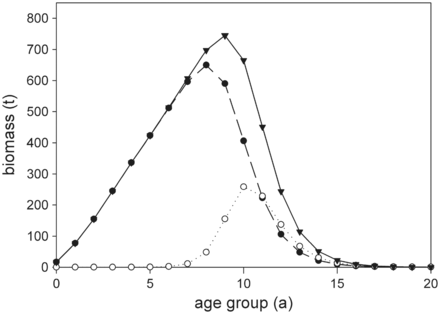 Theoretical development of the 2010 cohort biomass of European eel in the Elbe River system over 20 years. Results are based on model calculations without fishing mortality, showing total biomass per age-group (solid line, triangle), yellow eel biomass per age-group (dashed line, filled circle), and silver eel biomass per age-group (dotted line, circle).