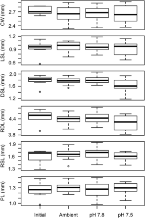 Box-plots of measurements made on larvae in the 2011 experiment. Initial represents larvae measured the day after hatching. Ambient, pH 7.8, and pH 7.5 represent larvae that had been held in ambient and acidified water for 10 d. Measurements included CW—carapace width, LSL—lateral spine length, DSL—dorsal spine length, RDL—rostro-dorsal length, RSL—rostral spine length, and PL—protopodite length.