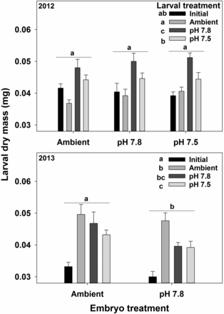 Effects of exposure to acidified water at the embryo and larval stages on the mass of Tanner crab larvae in 2012 and 2013 experiments. Bars are the mean + 1 standard error. For the larval treatments, Initial represents the larvae immediately after hatching and Ambient, pH 7.8, and pH 7.5 represent the treatment larvae we held in for 7 d. Statistically significant differences (Tukey's test) among embryo treatments are indicated with letters over groups of bars; differences among Larval treatments are indicated with letters next to the legend.
