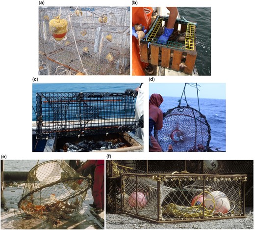 Traps for species commonly caught in the United States: (a) Blue crab; (b) Channeled whelk (Conch); (c) Black sea bass or American lobster; (d) Red deep-sea crab; (e) Tanner Crab; and (f) Red king crab. All photos by author.