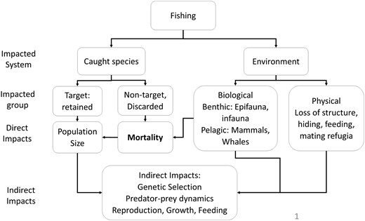Hypothetical hierarchy of impacts due to trap fishing.