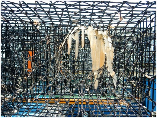 Fish/lobster trap with squid eggs, an example of distraction disturbance (B. Stevens).