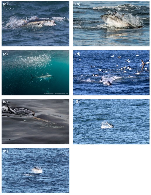 Examples of Atlantic bluefin tuna sightings analysed in this study. Images taken by members of the public, ecotour operators, and scientific staff between 2015 and 2018 detailing characteristic surface-orientated feeding behaviour of Atlantic bluefin tuna off the UK and Ireland. (a) General public dataset, August 2017, (b) Ecotour A, August 2017, (c) Ecotour B, September 2017, (d) Ecotour C, August 2018, (e) opportunistic surveys (taken by Horton), (f) PELTIC, and (g) CSHAS. Photo credits: (a) Joe Pender/Scilly Pelagics, (b) Ben Porter/AK Wildlife Cruises, (c) Henley Spiers, (d) Thomas Horton/Marine Discovery Penzance, (e) Thomas Horton, (f) Jeroen van der Kooij, and (g) Seán O Callaghan/IWDG.