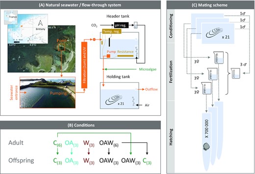 Experimental set-up (A), design (B), and mating scheme (C) during adult conditioning and larval exposure. Abbreviations: (A) reg.—regulation, (B) C—control (18°C, ambient pH), OA—ocean acidification (18°C, −0.33 pH unit), W—warming (21°C, ambient pH), OAW—ocean acidification and warming (21°C, −0.33 pH unit), and number of replicates is given in parentheses.