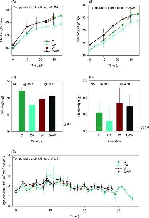 Temporal dynamics of oyster shell length (A) and total body weight (B), final shell weight (C), and flesh weight (D), as well as ingestion rate (E) during the conditioning period. Data are least-square means ± SE among tanks (n = 3 or 6). The black line in (C) and (D) indicates the average weight at the beginning of the experiment. Effects and p-values are indicated otherwise not significant (NS). Abbreviations: C—control (18°C, ambient pH), OA—ocean acidification (18°C, −0.33 pH unit), W—warming (21°C, ambient pH), and OAW—ocean acidification and warming (21°C, −0.33 pH unit).