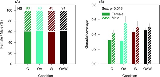 Sex ratio with numbers above bars indicating the numbers of adult oysters (A) and gonadal coverage in both sexes (B). Solid bars represent females and striated bars represent males. Data are least-square means ± SE among tanks (n = 3 or 6). Effects and p-values are indicated otherwise not significant (NS). Abbreviations: C—control (18°C, ambient pH), OA—ocean acidification (18°C, −0.33 pH unit), W—warming (21°C, ambient pH), and OAW—ocean acidification and warming (21°C, −0.33 pH unit).
