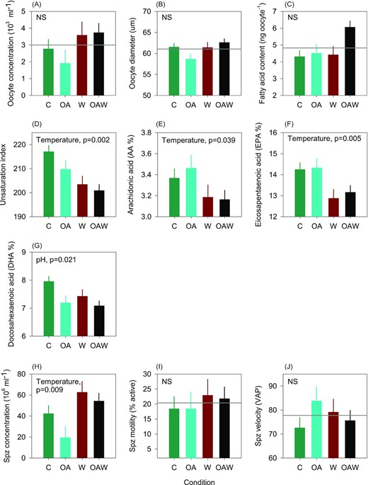 Quality of gametes produced by conditioned adult oysters. For eggs (A–G): concentration, diameter, total fatty acid content, unsaturation index, and essential fatty acid concentrations (AA, EPA, DHA). For spermatozoa (H–J): concentration, motility, and velocity. Data are least-square means ± SE among tanks (n = 3 or 6). Effects and p-values are shown when significant otherwise the mean is shown by the grey line when non-significant (NS). Abbreviations: C—control (18°C, ambient pH), OA—ocean acidification (18°C, −0.33 pH unit), W—warming (21°C, ambient pH), and OAW—ocean acidification and warming (21°C, −0.33 pH unit).