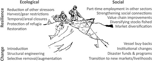 Possible adaptation actions aimed at directly supporting ecological or social resilience or change in a social-ecological system (see for more specific examples: West et al., 2009; Barange et al., 2018; Comte and Pendleton, 2018; Pecl et al., 2019; Bell et al., 2020; Ojea et al., 2020; Woods et al., 2021). Illustration based on “Trawling from a Dory” from “The Story of Our Merchant Marine” by Willis J. Abbot, 1919 (openclipart.org, last accessed 29 June 2021).