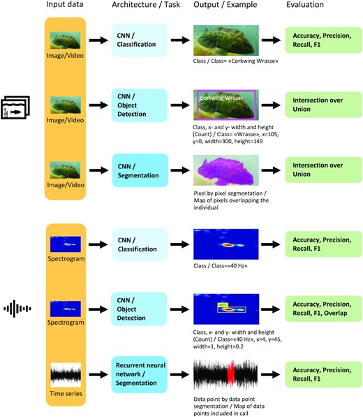 Examples of classification, object detection, and pixel-wise segmentation with illustrations of the techniques applied to fish images or audio files.