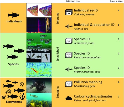 Established and emerging cases for DL in marine biology, from individuals, to species, to ecosystems. Data input type icons represent images/video (cases 1, 2, 4, and 6), audio (cases 3 and 5), and large-scale environmental monitoring data that is often stored on remote servers (i.e. ”the cloud”; case 7). Photo credits: Geir Eliassen (ghost fishing gear), Frithjof Moy/Havforskningsinstituttet (kelp forest).