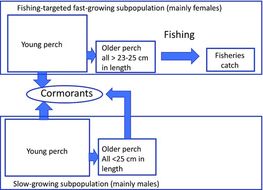 The subpopulations of perch as targeted by fishing and cormorants.
